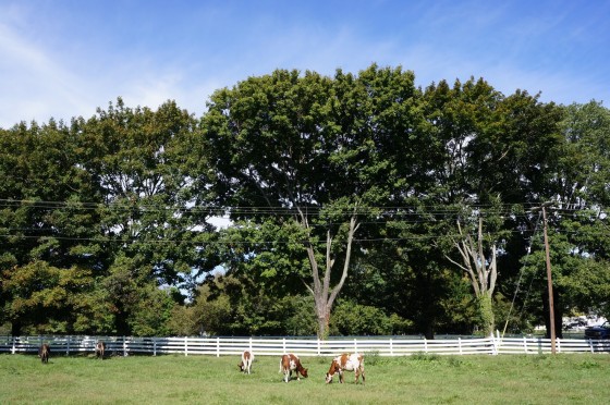 20120919naturalmarket3