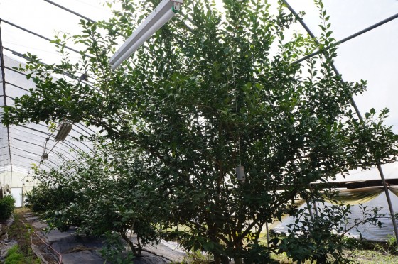 20120919suzukifarm10